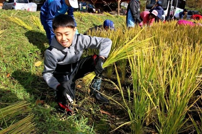 【写真】新得小学校で稲の収穫体験