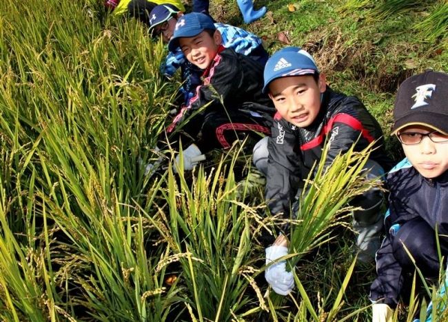 新得小学校で稲の収穫体験