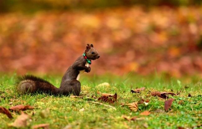 飼いリス？　いえ、研究目的です　エゾリスに首輪