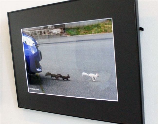 【写真】力作６０点を展示　音更の写真クラブが作品展