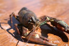 生態系への悪影響が懸念されているウチダザリガニ（鹿追町提供）