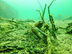 生態系への悪影響が懸念されているウチダザリガニ（鹿追町提供）