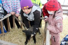 子ヒツジの飼育を楽しむ児童