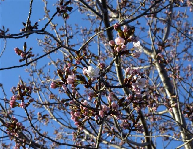 【写真】帯広のサクラ開花　平年より６日早く