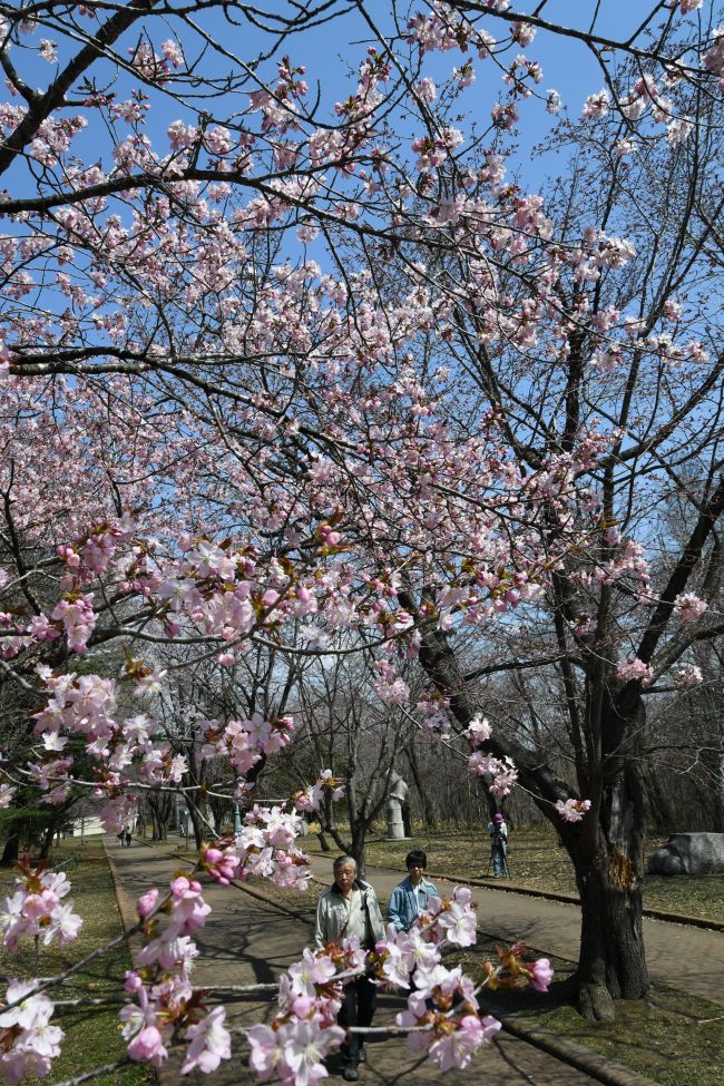 帯広のサクラ開花　平年より６日早く