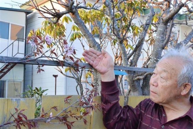 塀に咲く桜　今年も開花　池田