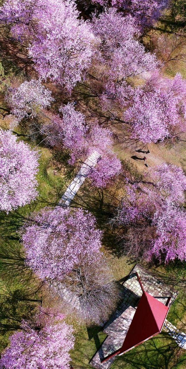 旬景～ＳＯＲＡ　ＰＨＯＴＯ「サクラ色に染まる　帯広・緑ケ丘公園」