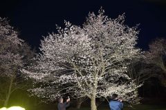 上斗満で夜桜ライトアップ　陸別 2