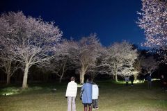 上斗満で夜桜ライトアップ　陸別 4