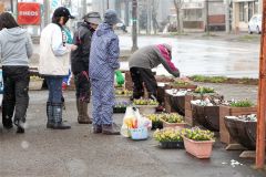 プランターに植栽する会員