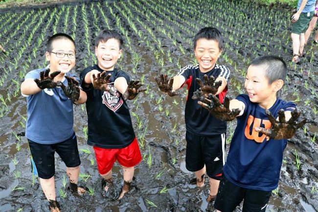 【写真】新得小児童が田植えに挑戦