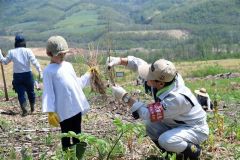 陸別で町民植樹祭 3