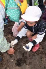 石橋建設がヒマワリの種まき　陸別　 2