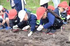 石橋建設がヒマワリの種まき　陸別　 3