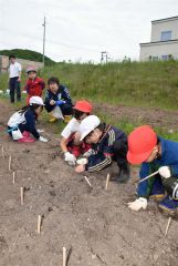 大きく育てと願いを込めながら種植えする児童ら