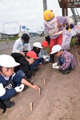 石橋建設がヒマワリの種まき　陸別　 5