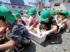 ベゴニアを植栽する園児