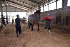 陸別で馬とのふれあい学習 3