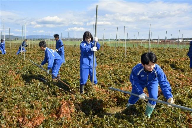 【写真】上士幌中生が農作業体験