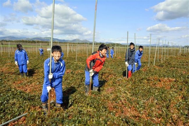 上士幌中生が農作業体験