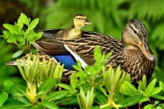 親ガモの背中に乗り口を開けるマガモの赤ちゃん（２３日午前９時４０分ごろ、新井拓海撮影）