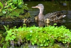 親ガモと一緒に池を泳ぐマガモの赤ちゃん（２３日午前９時４０分ごろ、新井拓海撮影）