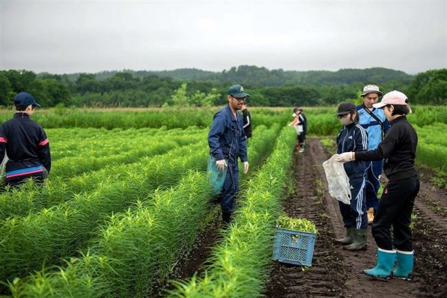 【写真】農業体験でユリ根のつぼみ取り　忠類中３年生