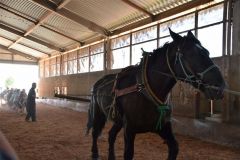 陸別で馬とのふれあい学習 2