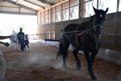 陸別で馬とのふれあい学習 3