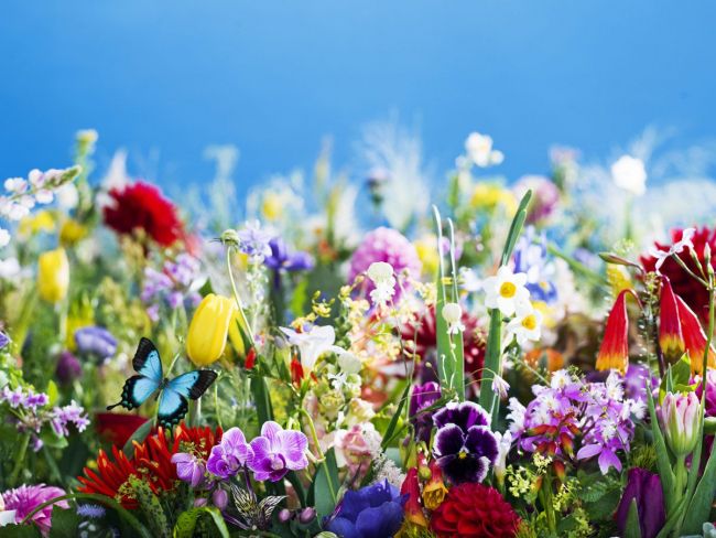 【写真】蜷川実花展 19日開幕 鮮やかな「花」 十勝に彩り