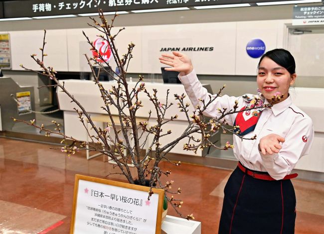 【写真】厳寒の十勝に一足早い春　帯広空港に沖縄のサクラ