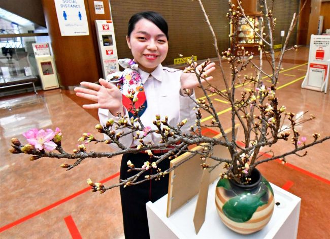 厳寒の十勝に一足早い春　帯広空港に沖縄のサクラ