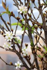 薄紅色の花びらで新春に彩りを添える啓翁桜