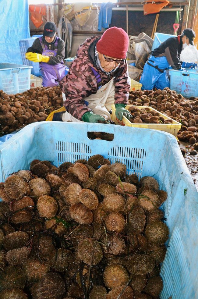 厳寒の海で旬のウニ漁　広尾漁協