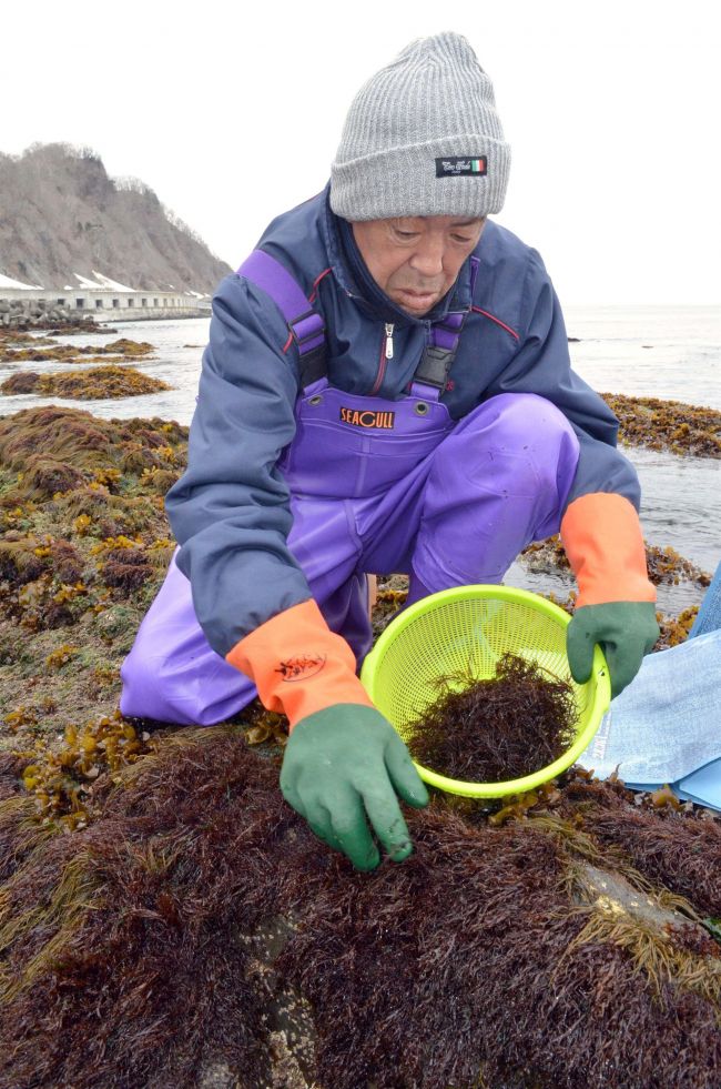 広尾で寒フノリ漁始まる