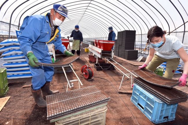 【写真】地酒「十勝晴れ」今期もスタート 音更町内で酒米の種まき