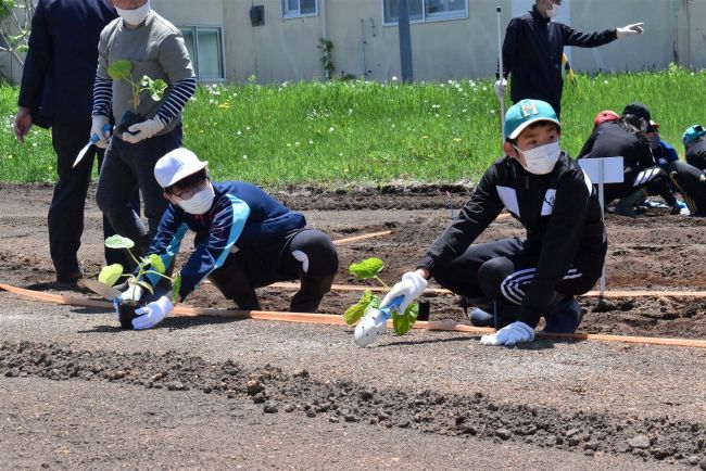 【写真】忠類小で円山動物園のゾウに贈るカボチャ栽培始まる　幕別
