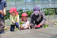 生徒の指導で苗を植える園児