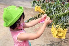 短冊を飾り付ける子ども