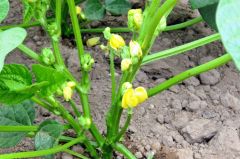 畑の花だより「かれんな黄色の花　小豆」 2