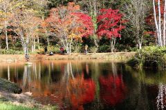 錦秋の彩りピークに　福原山荘の紅葉が見頃　鹿追 2