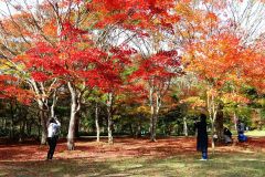 間もなくピークを迎える福原山荘の紅葉