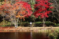 錦秋の彩りピークに　福原山荘の紅葉が見頃　鹿追 4