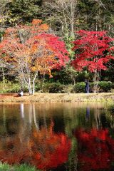 錦秋の彩りピークに　福原山荘の紅葉が見頃　鹿追 5