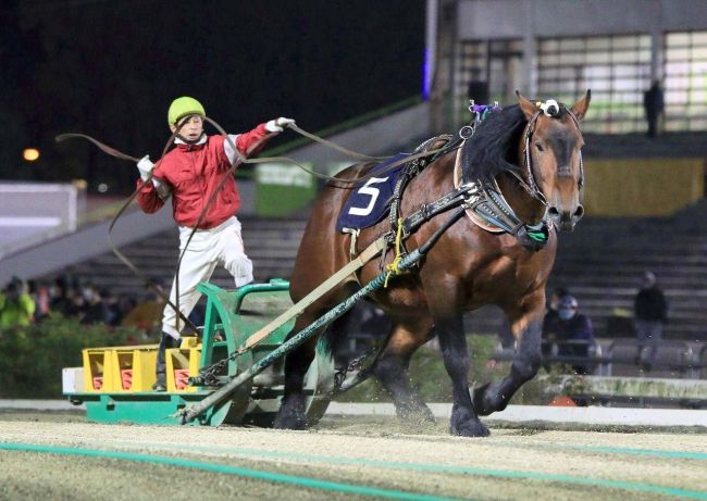 アオノブラック接戦制して勝利、重賞７勝目　ばんえい北見記念