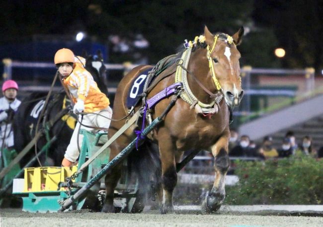 サクラヒメ重賞初制覇、ばんえい菊花賞