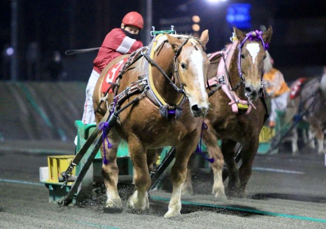 ニセコヒカル逃げ切りＶ、重賞初制覇　ばんえいクインカップ