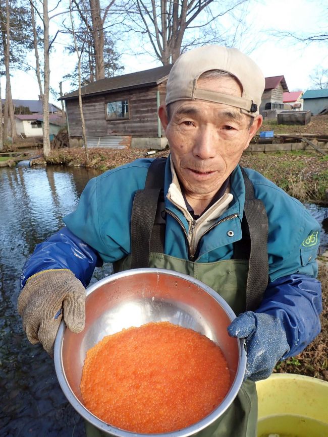 珍しいニジマスのいくら　市内の荒川養鱒場で手作りピーク