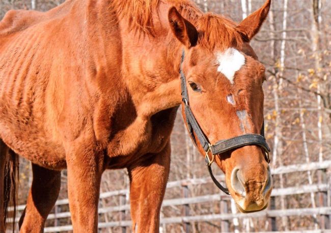 ファンから花かご届く　名馬アグネスデジタル幕別で死ぬ　ＧＩ６勝