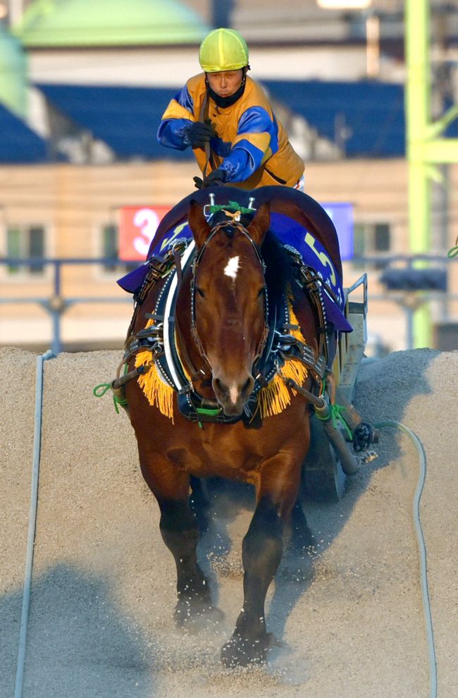 名馬センゴクエース引退へ　１９年ばんえい記念優勝など